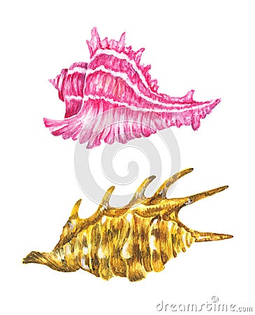 Sea shells. Watercolor illustration Cartoon Illustration