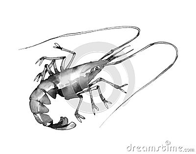 Sea shrimp with antennae, delicious seafood, for menu decoration Cartoon Illustration