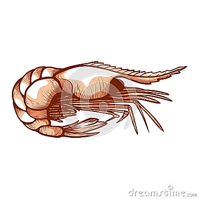 Sea shrimp, small marine crustacean shellfish, seafood Vector Illustration