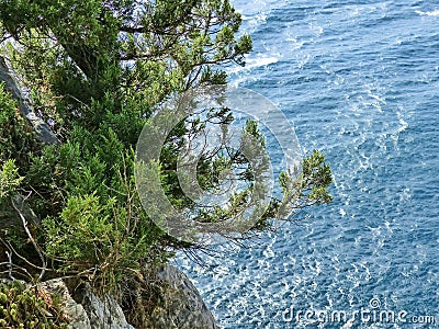 Sea and skala. Crimean landscape. Pine tree on the southern spur of Cape AI-Todor. Stock Photo