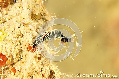 Sea slug Thuridilla cf ratna Stock Photo