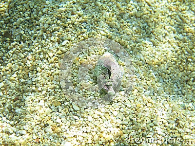 Underwater closeup picture of purple sea snail shell on a sunny pebble seabed Stock Photo