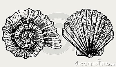 Sea snail and scallop shell Vector Illustration