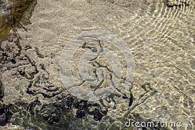 Sea snail trail in tide pool with light reflecting on surface ripples Stock Photo