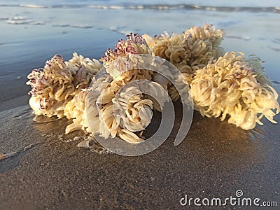sea snails and corel reefs on beach Stock Photo