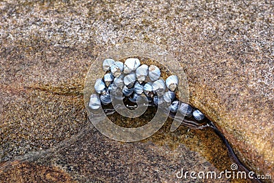 Sea snail cluster at rocky shore Stock Photo
