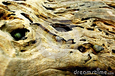 Sea Snails Live in Holes of an Old Tree Trunk Stock Photo