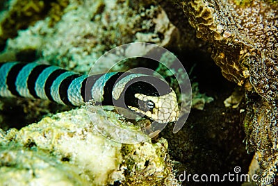 Sea snake diver scuba diving bunaken indonesia ocean laticauda colubrina Stock Photo