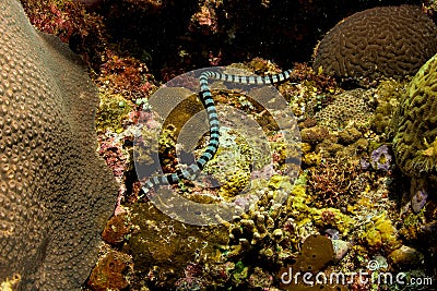 sea snake hunting Stock Photo