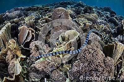 Sea Snake Hunting Stock Photo