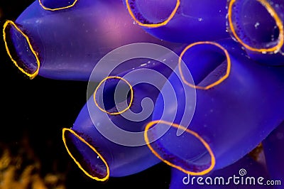 Sea squirt Stock Photo