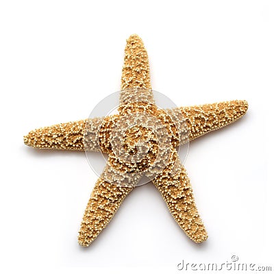 Sea Star Stock Photo