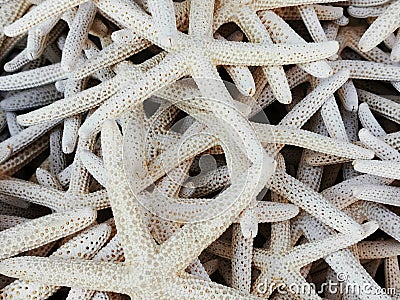 sea star collection texture Stock Photo