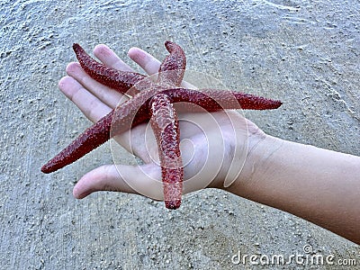 Sea star in the hands of a man. Sea animal, red inhabitant of the sea. There is a starfish in the palm of your hand Stock Photo