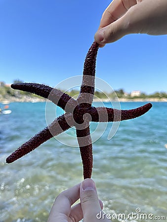 Sea star in the hands of a man. Sea animal, red inhabitant of the sea. There is a starfish in the palm of your hand Stock Photo