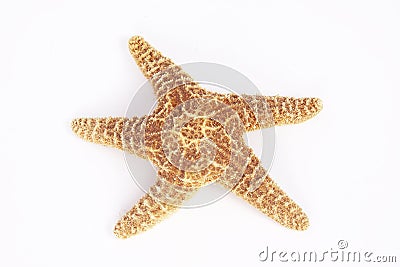 Sea star isolated Stock Photo