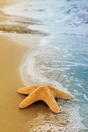 Sea star or starfish on yellow sandy shore after the tide. Stock Photo