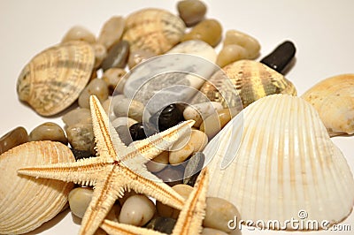 Sea star, stones and sea shells Stock Photo