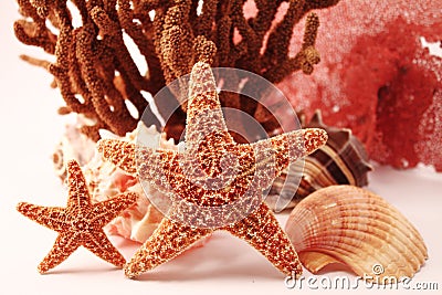 Sea star theme Stock Photo