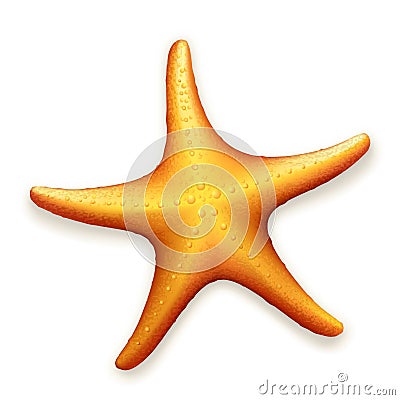 Sea Starfish Vector Illustration