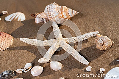 Sea Stars and Sea Shells on wet sand on the beach at sunrise Stock Photo