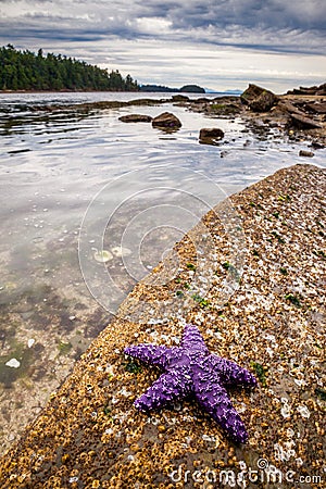 Sea stars or starfish on a rock exposed by the low tide in Oregon Stock Photo