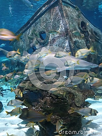 Sea stingray fish aquarium zoo Gatlinburg Tennessee Editorial Stock Photo