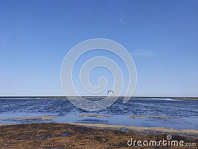 The sea on a sunny summer day and a flying seagull. Sea coast with mud on the shore. Beautiful waves, blue sea. Stock Photo