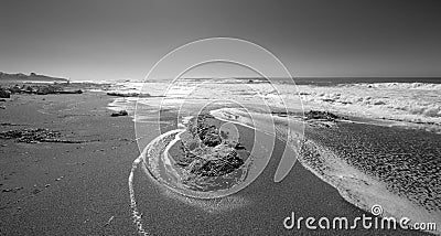 Sea tangle of kelp on Moonstone Beach in Cambria on the central coast of California United States in black and white Stock Photo