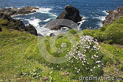 Sea Thrift (Armeria maritima) flowering Stock Photo