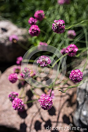 Sea thrift, Armeria maritima Stock Photo