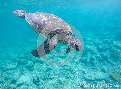 Sea tortoise in blue water. Olive green turtle in tropical sea. Snorkeling in Philippines Stock Photo