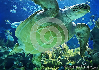 Sea tortoise with fishes Stock Photo