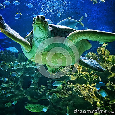 Sea tortoise with fishes Stock Photo