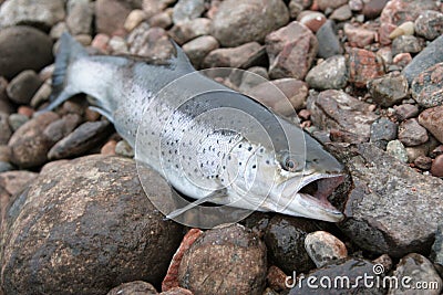 Sea trout Stock Photo