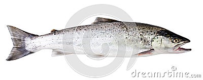 Sea trout fish Stock Photo