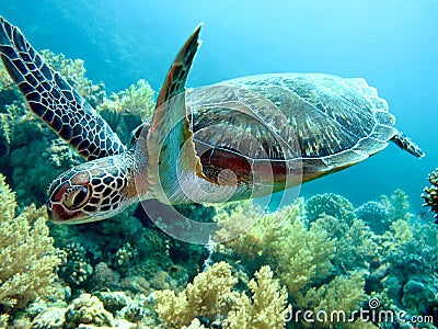 Sea Turtle Stock Photo