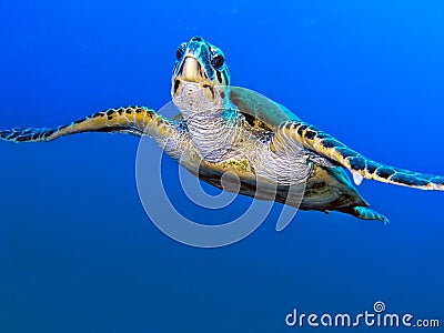 Sea turtle Stock Photo