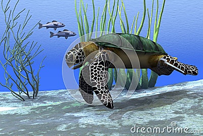 Sea Turtle Stock Photo