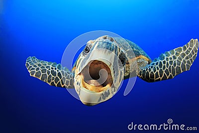 Sea Turtle Stock Photo
