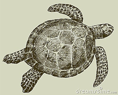 Sea turtle Vector Illustration