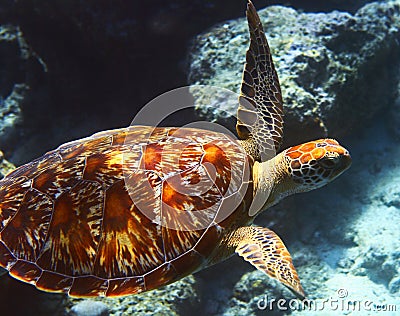 Sea turtle Stock Photo