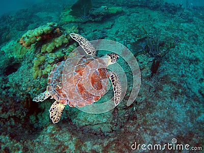 Loggerhead Sea Turtle Stock Photo