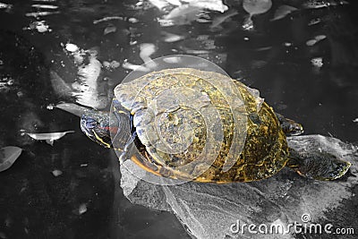 Sea turtle black and white background Stock Photo