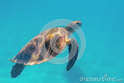 Sea turtle in blue sea closeup. Coral reef animal underwater photo. Marine tortoise undersea. Green turtle Stock Photo