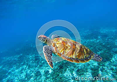 Sea turtle in blue ocean closeup. Green sea turtle closeup. Endangered species of tropical coral reef. Stock Photo