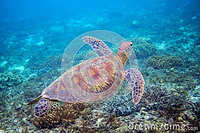 Sea turtle in blue water above coral reef. Tropical sea nature of exotic island. Stock Photo