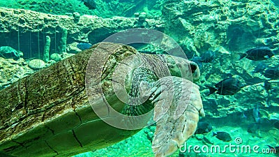 Sea turtle Stock Photo