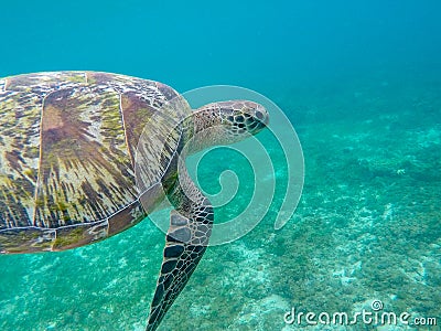 Sea turtle closeup in tropical seashore. Marine wildlife underwater photo. Snorkeling with sea turtle. Stock Photo