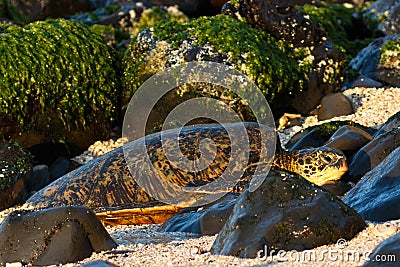 Sea turtle coming ashore at Hookipa beach. Stock Photo